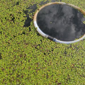 Lenteja de agua